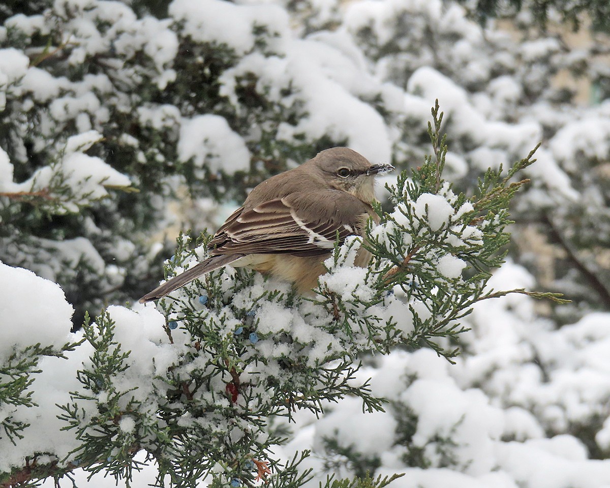 Sinsonte Norteño - ML647644528