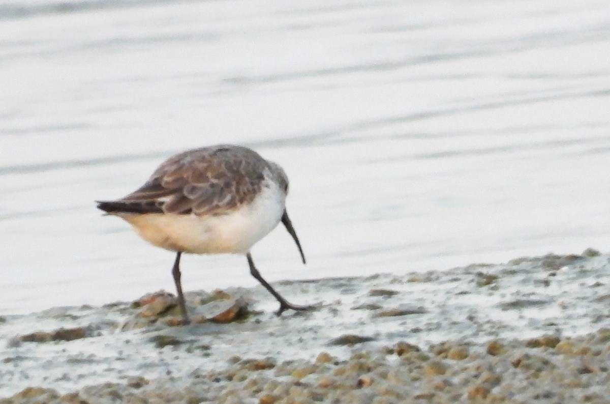 Correlimos Zarapitín - ML647644529