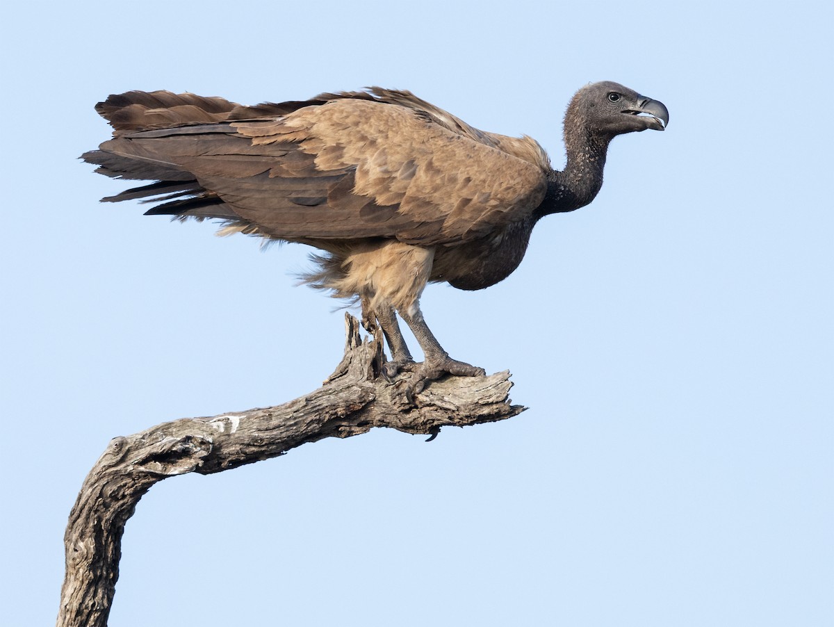 Ak Sırtlı Akbaba - ML647644545