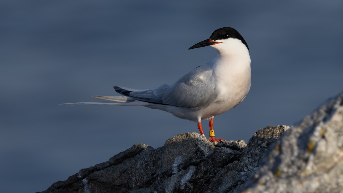 Pembe Sumru - ML647644566