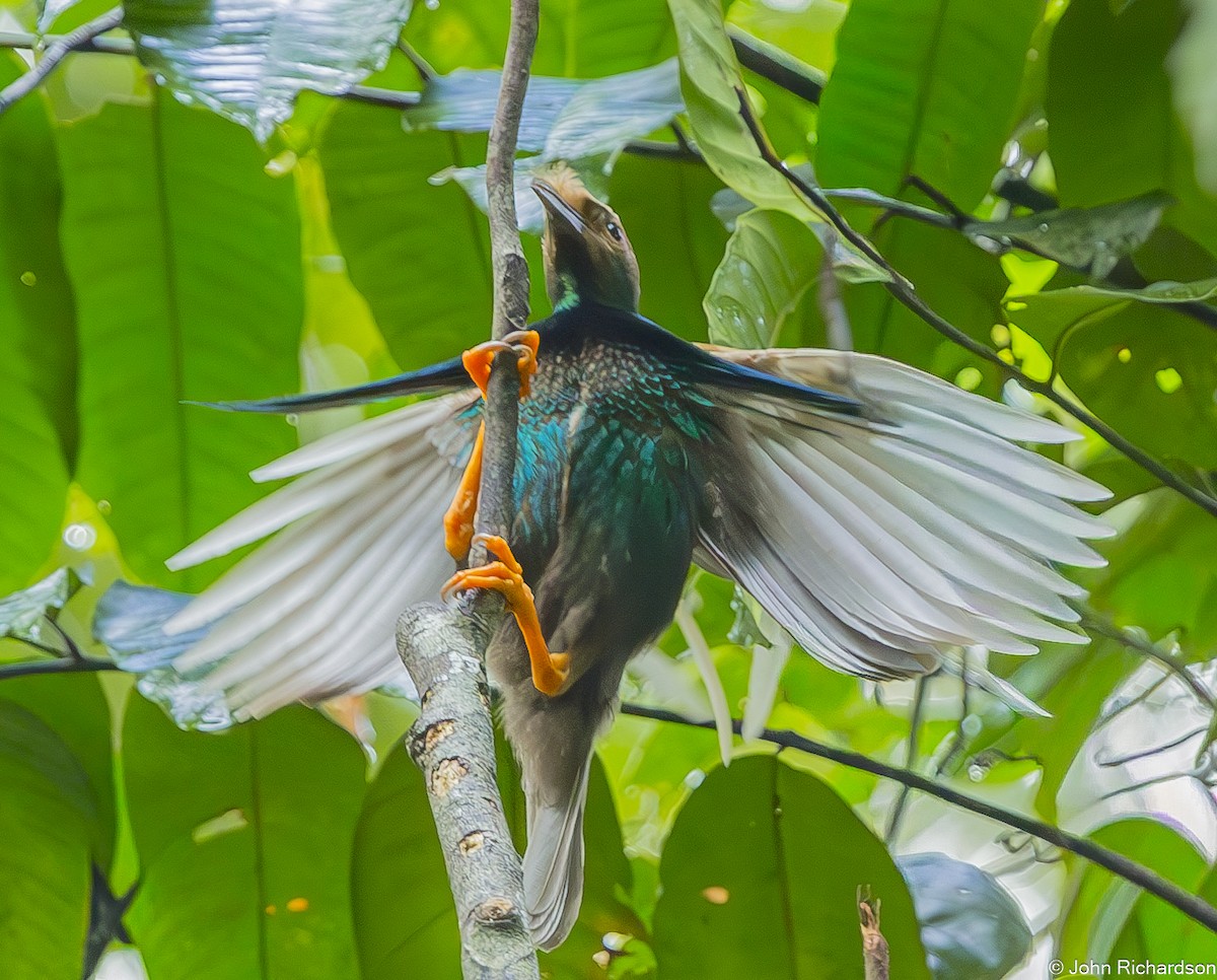 Standardwing Bird-of-Paradise - ML647644570