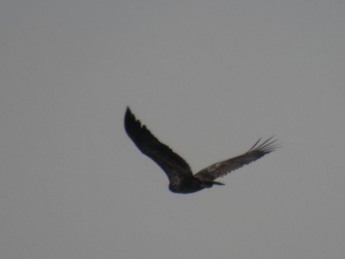 Pygargue à tête blanche - ML647644594