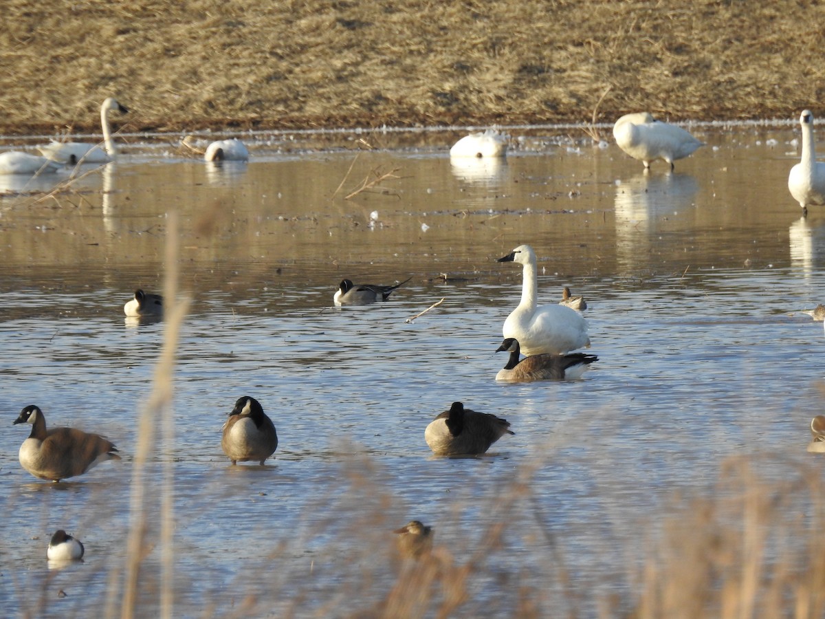 Bernache du Canada - ML647644597