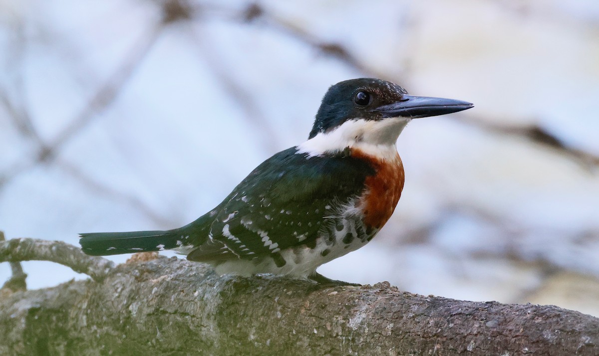 Green Kingfisher - ML647644608