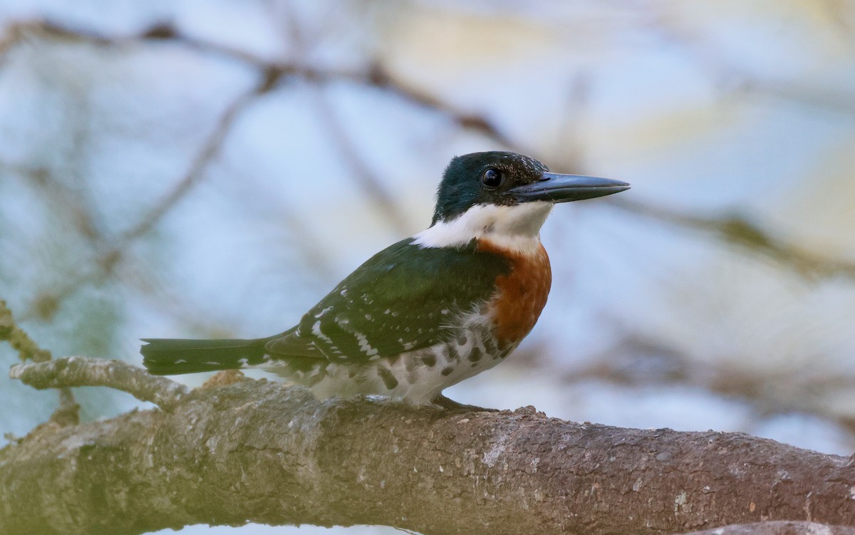Green Kingfisher - ML647644609