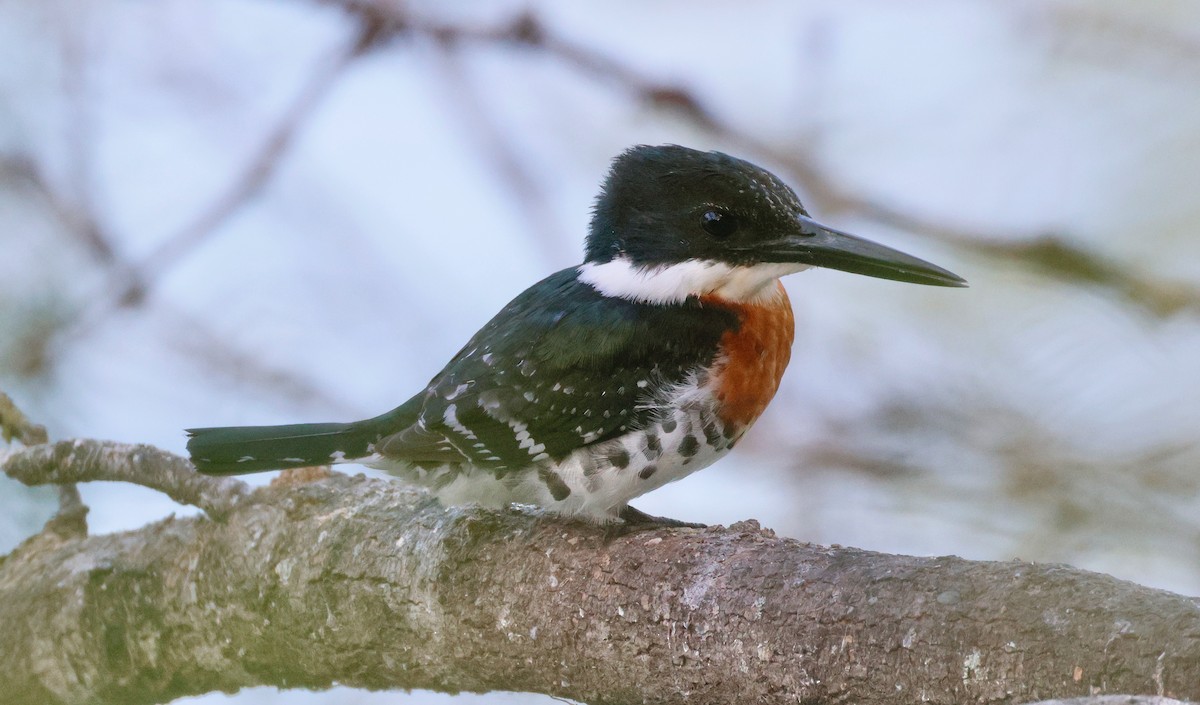 Green Kingfisher - ML647644610