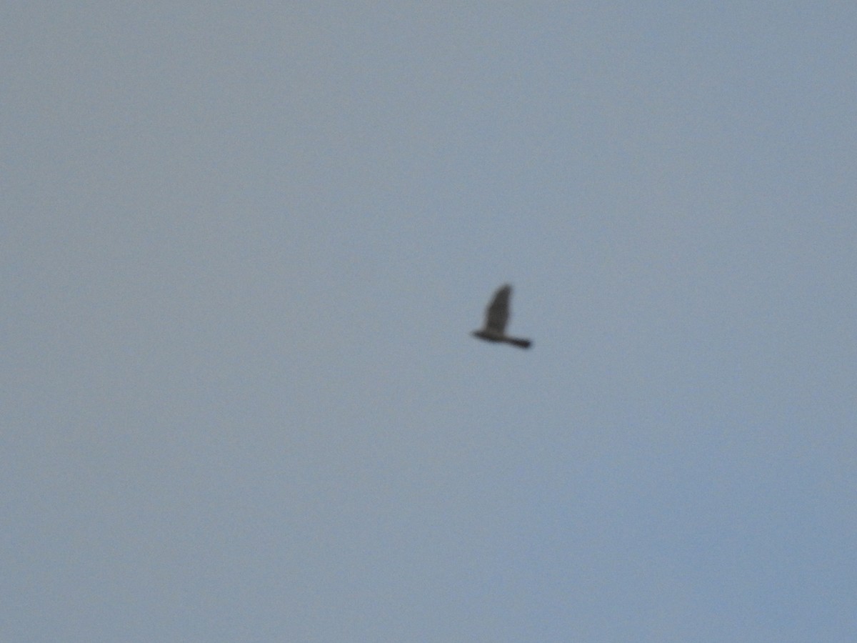 Eurasian Sparrowhawk - ML647644612