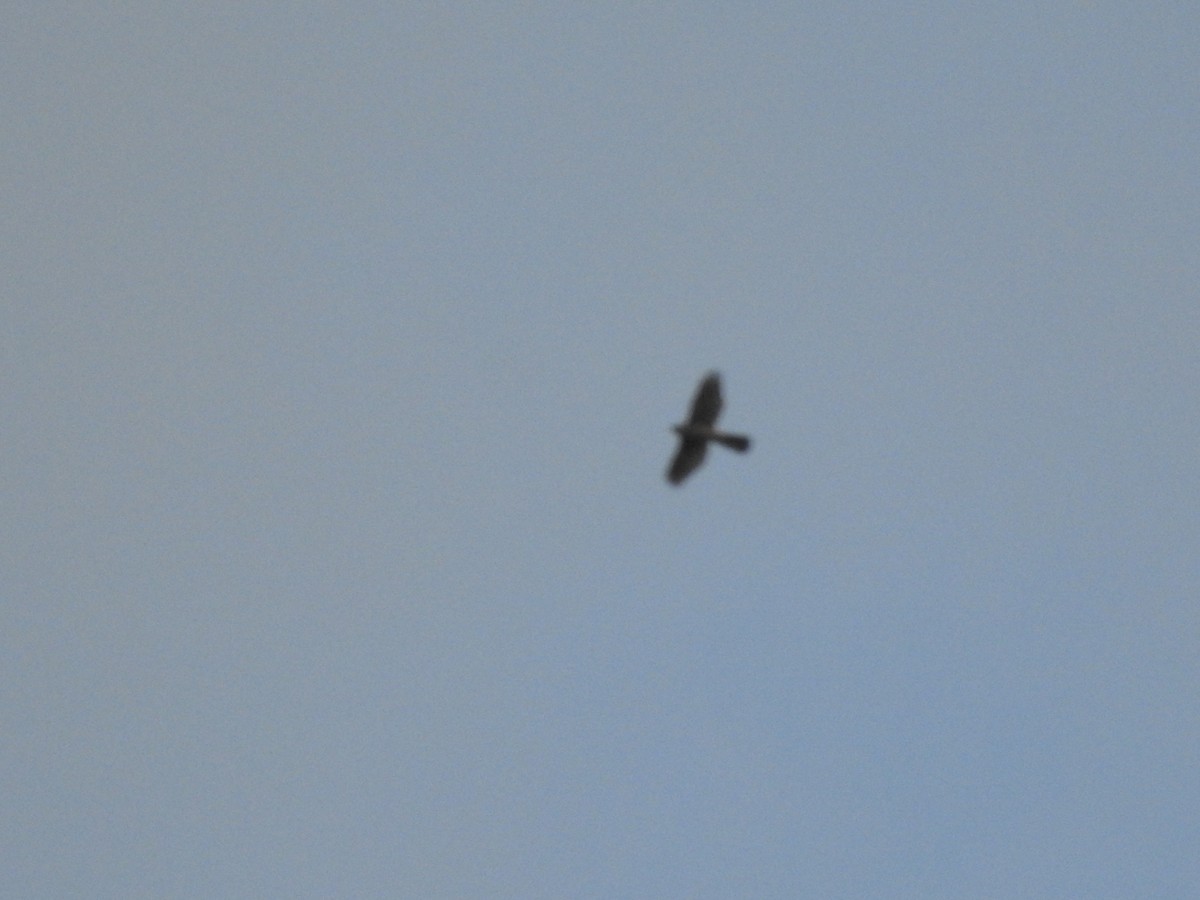 Eurasian Sparrowhawk - ML647644613