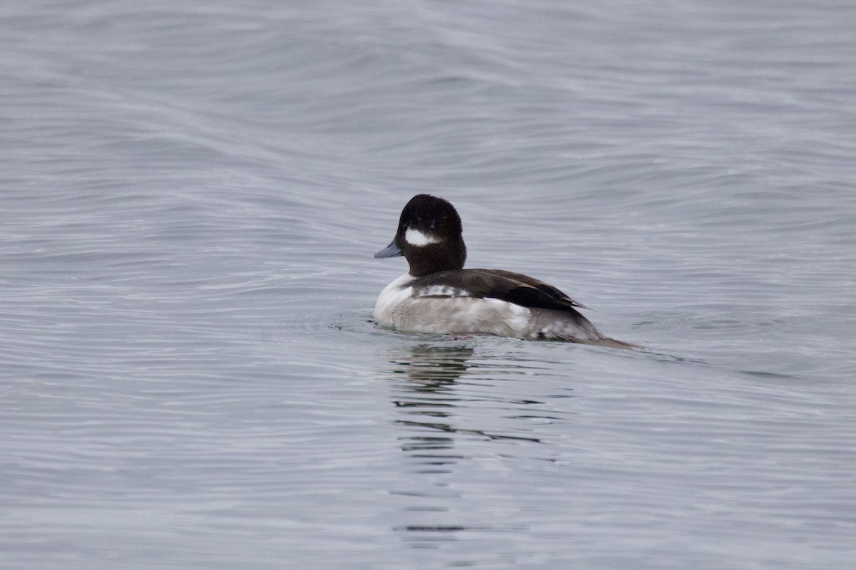 Bufflehead - ML647644615