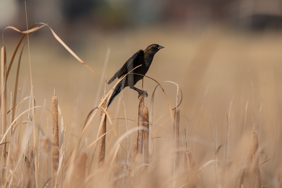 Red-winged Blackbird - ML647644616