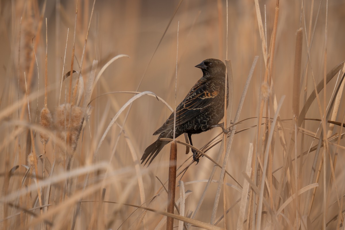 Red-winged Blackbird - ML647644618