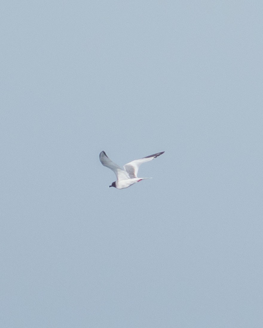 Swallow-tailed Gull - ML647644619