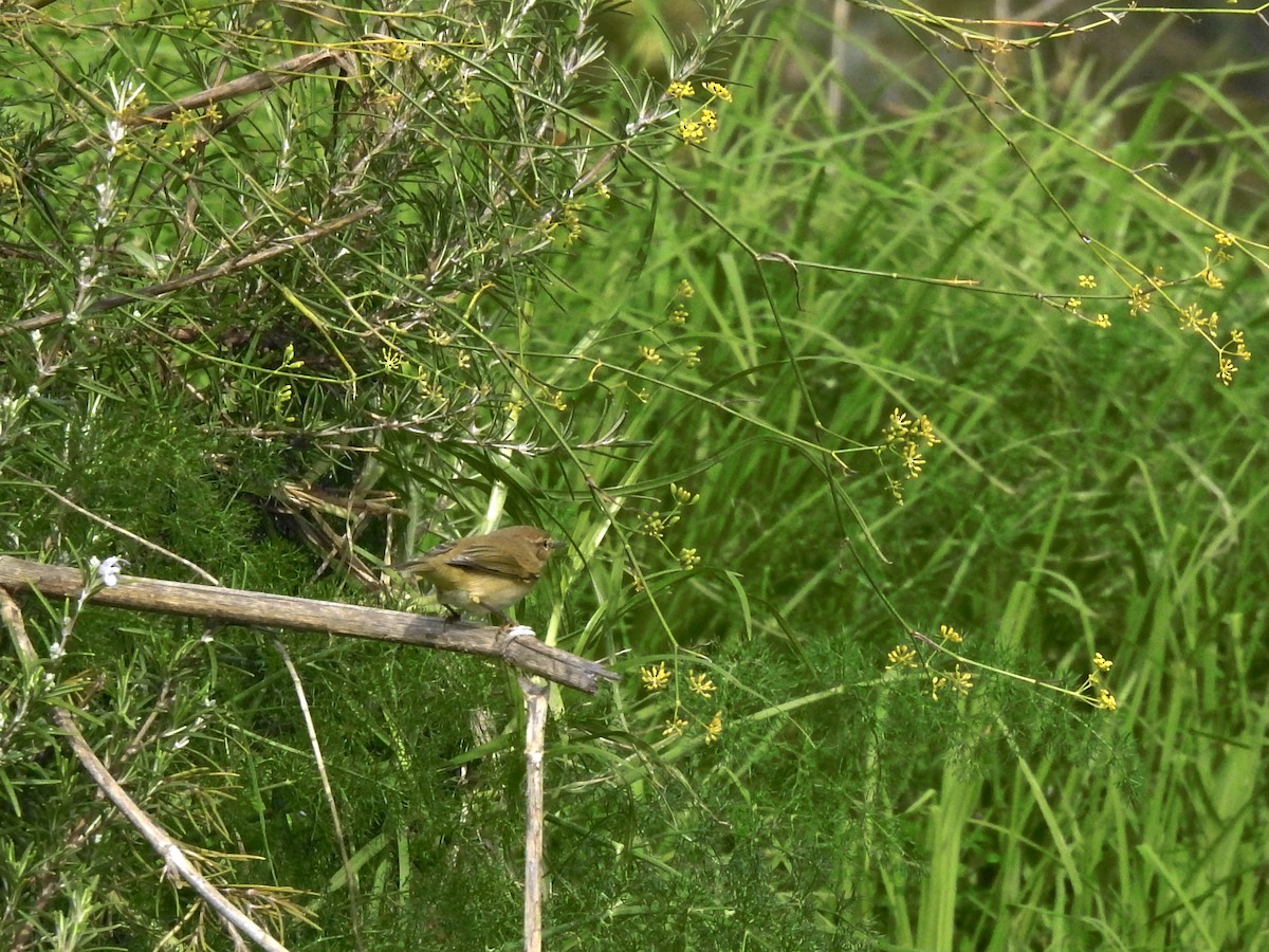 Common Chiffchaff - ML647644622