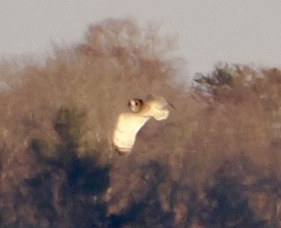 Short-eared Owl - ML647644623