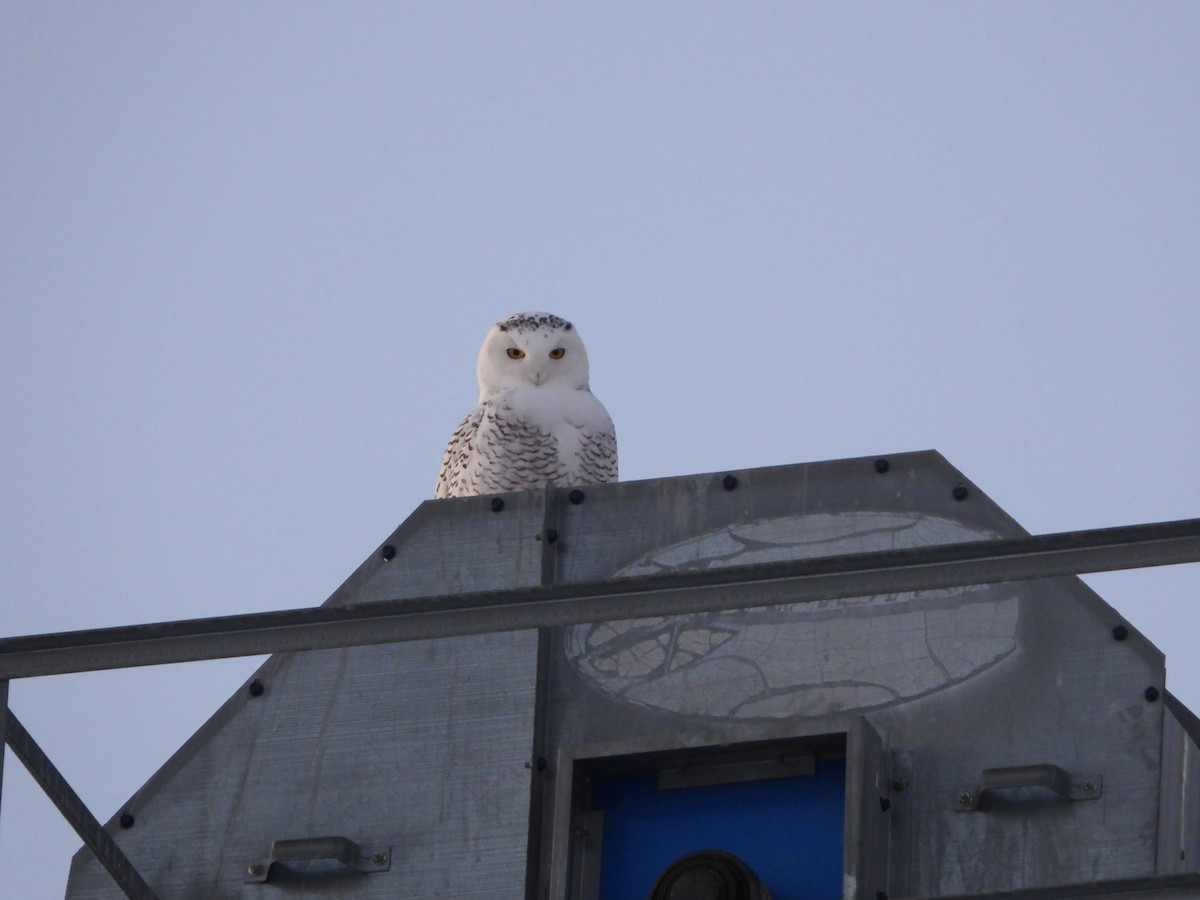 Snowy Owl - ML647644625