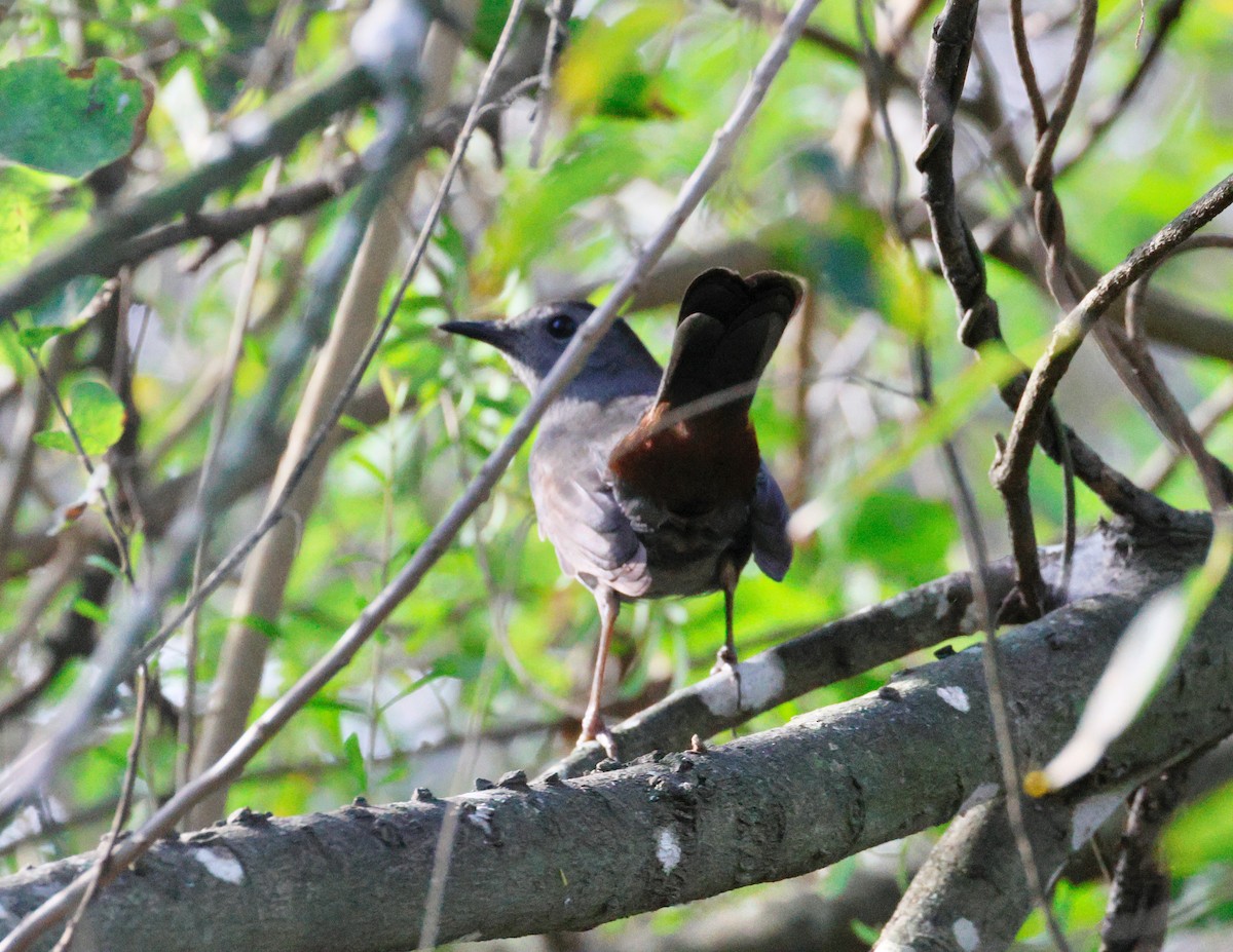 Gray Catbird - ML647644628