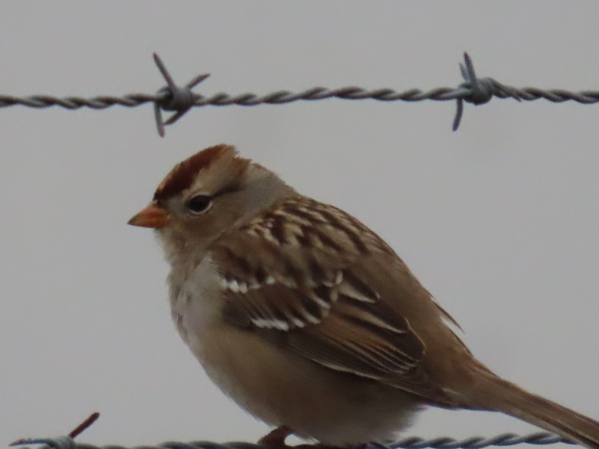 White-crowned Sparrow - ML647644629