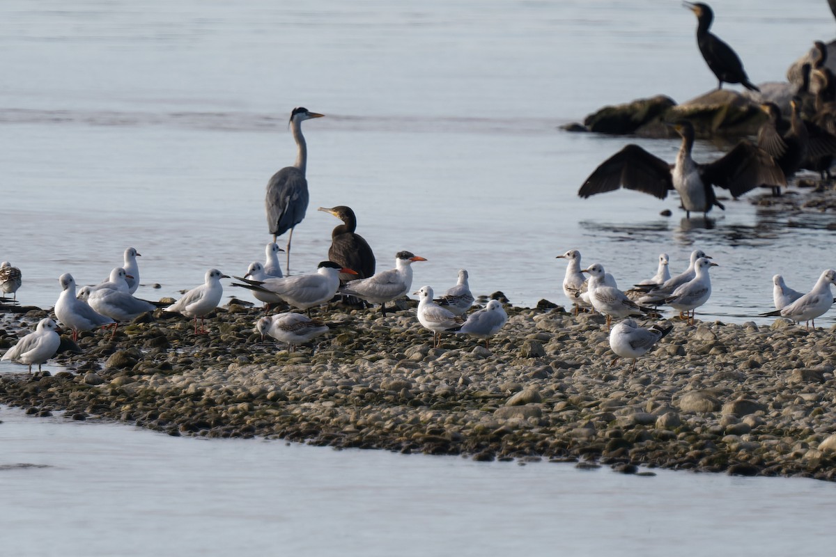 Caspian Tern - ML647644630
