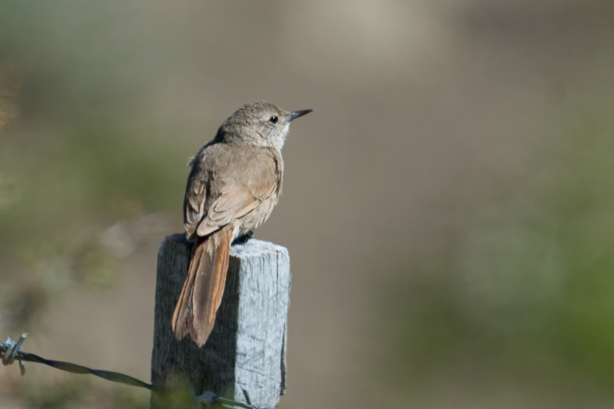 Cordilleran Canastero - ML647644633