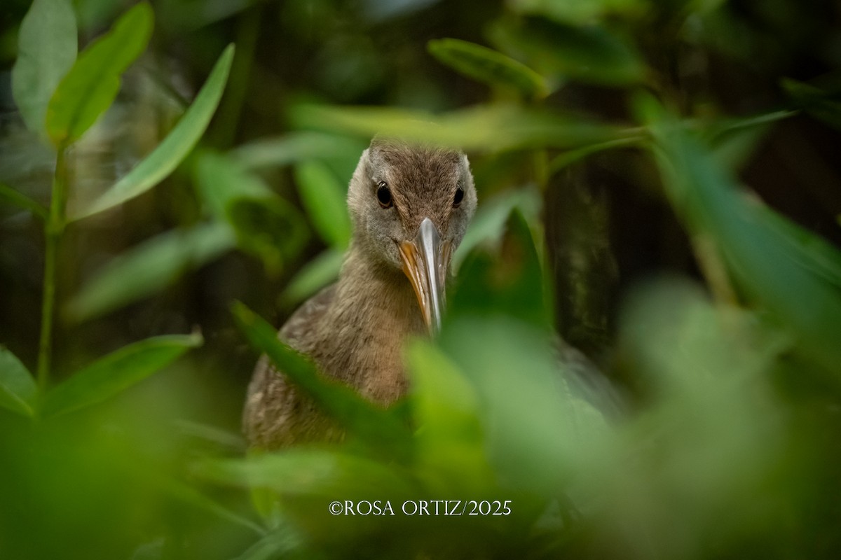 Clapper Rail - ML647644634
