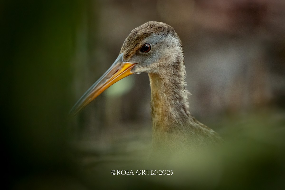 Clapper Rail - ML647644635