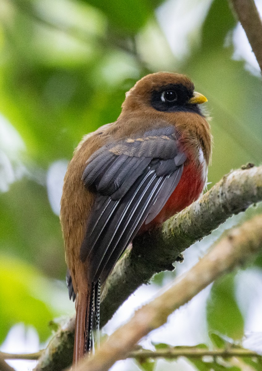 Masked Trogon - ML647644636