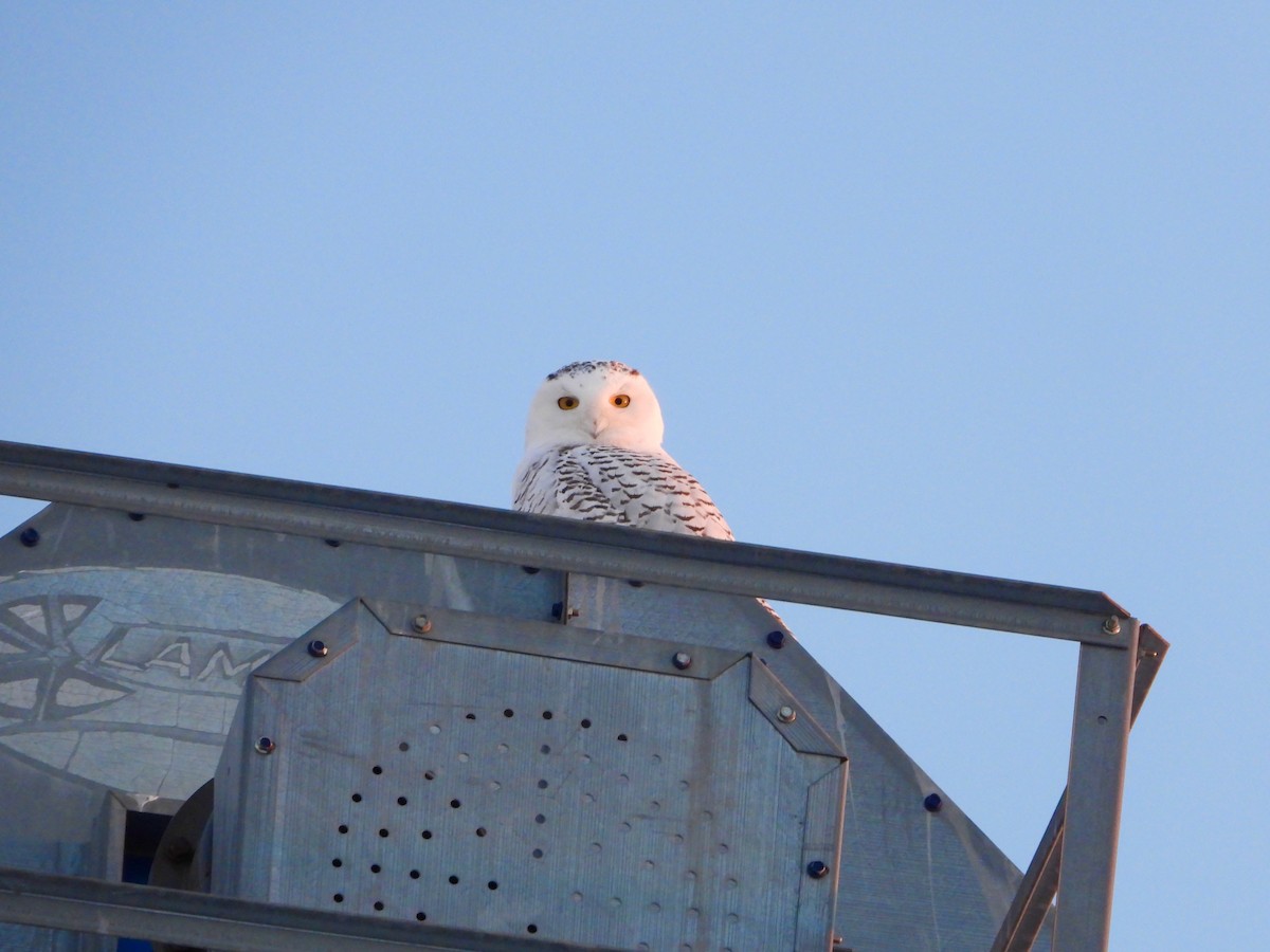Snowy Owl - ML647644638