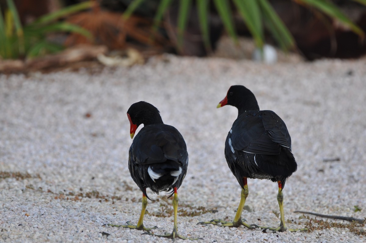 Common Gallinule - ML647644639