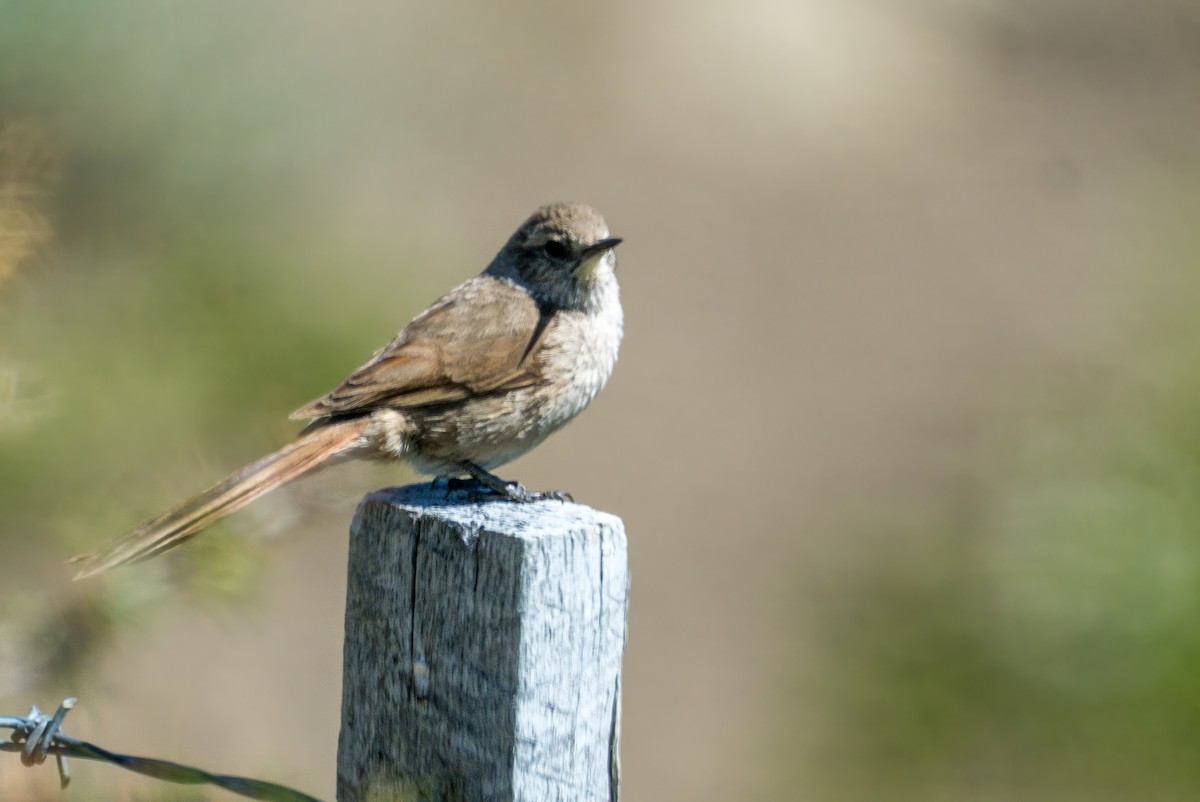 Cordilleran Canastero - ML647644640