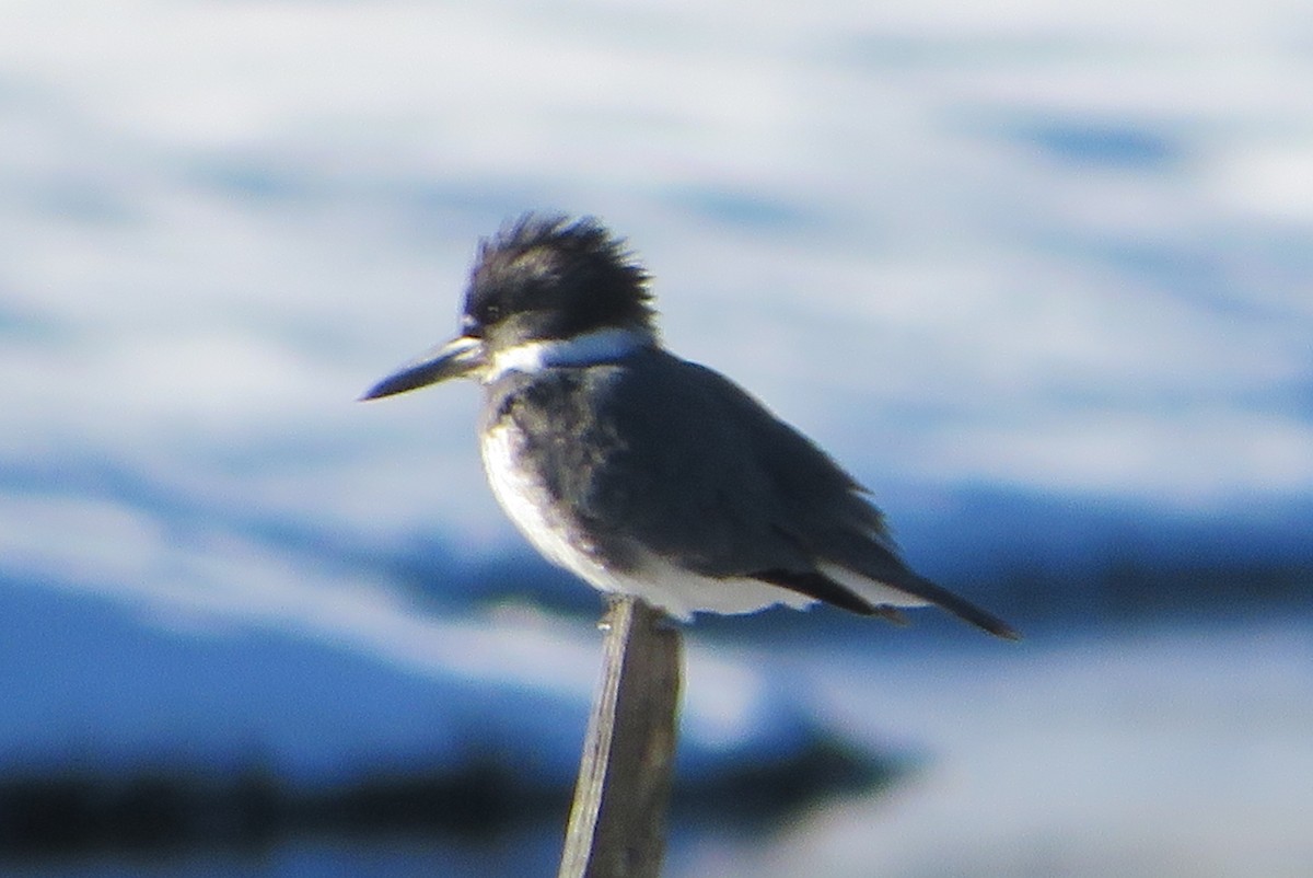 Belted Kingfisher - ML647644648