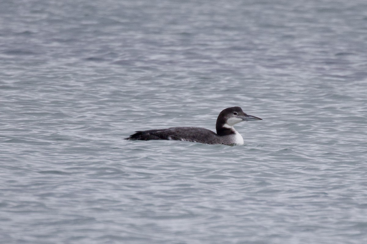 Common Loon - ML647644649