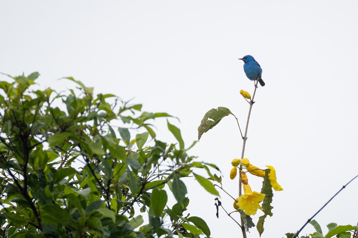 Blue Dacnis - ML647644655