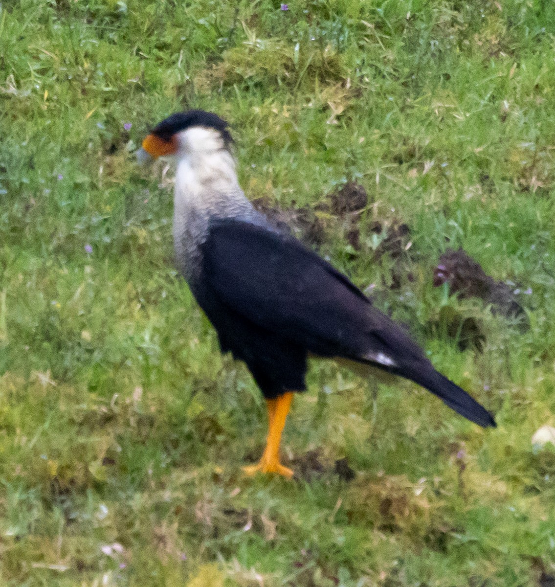 Crested Caracara (Northern) - ML647644661