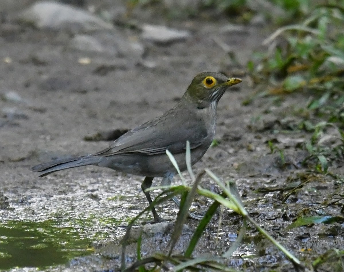 Spectacled Thrush - ML647644664