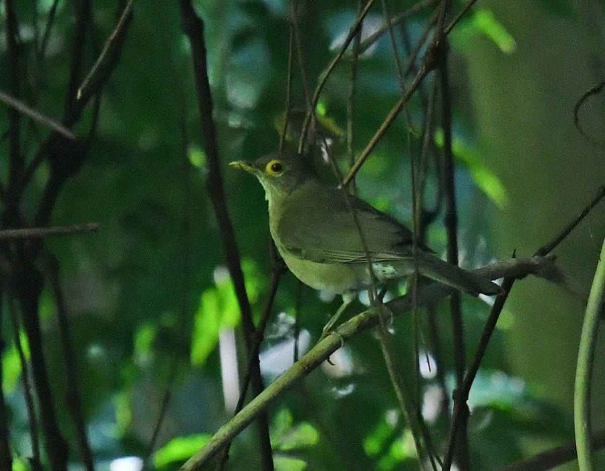Spectacled Thrush - ML647644665