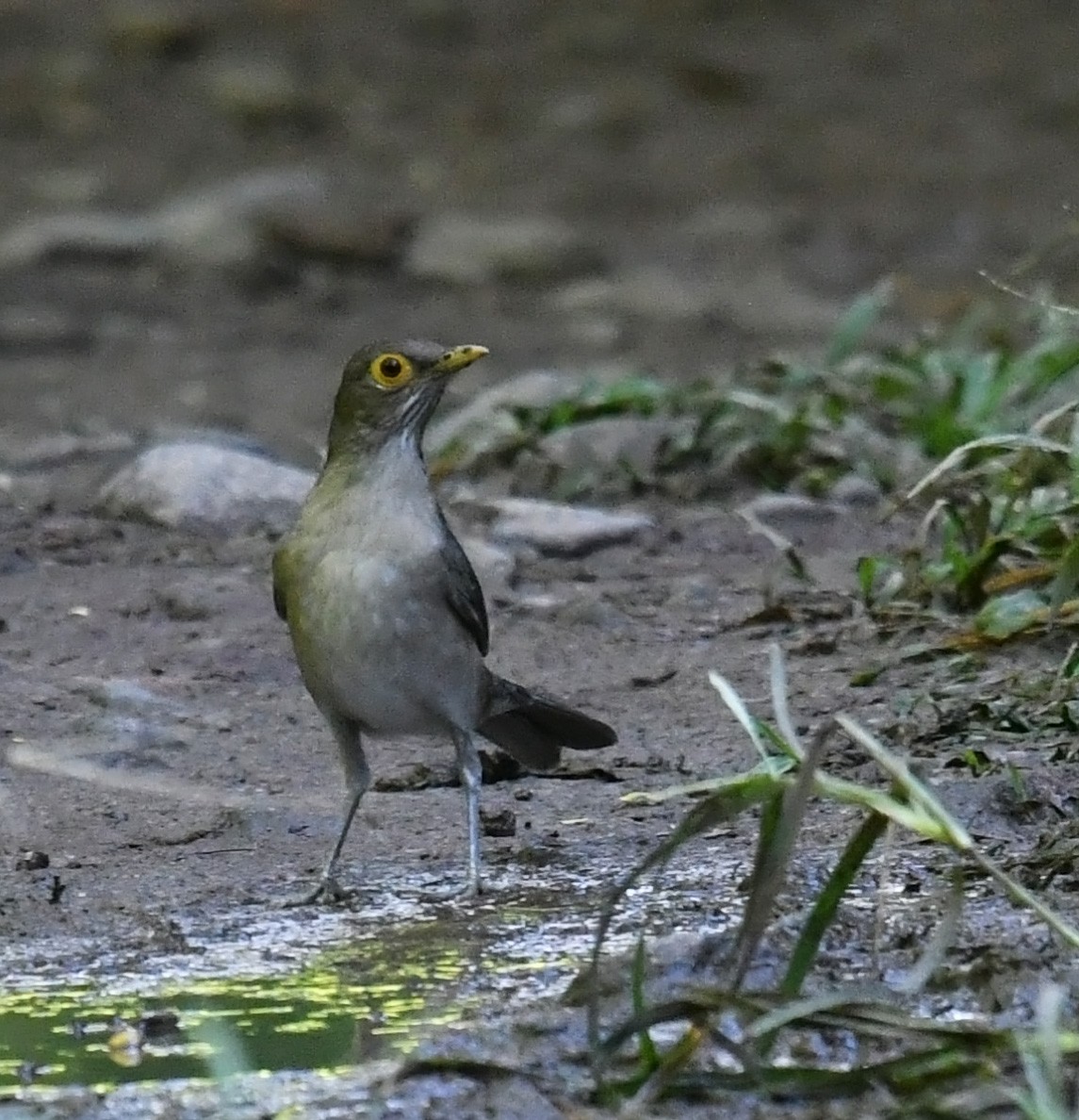 Spectacled Thrush - ML647644666