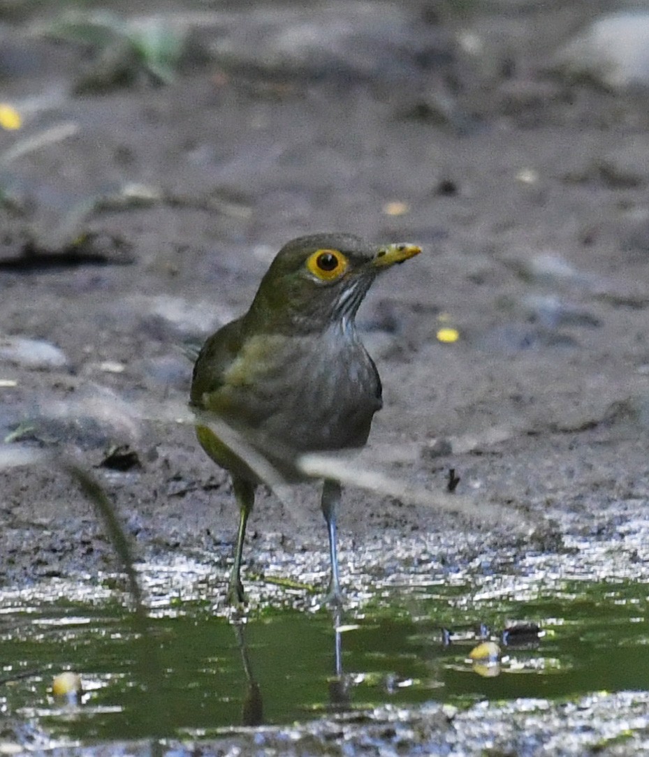 Spectacled Thrush - ML647644667