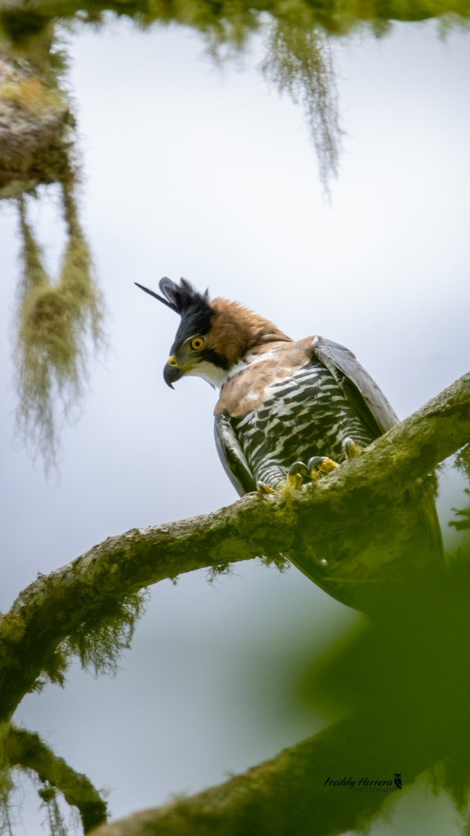 アカエリクマタカ - ML647644721