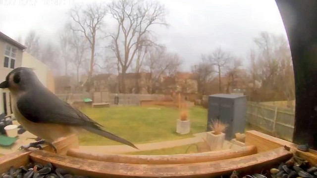 Американская гренадерка - ML647644743