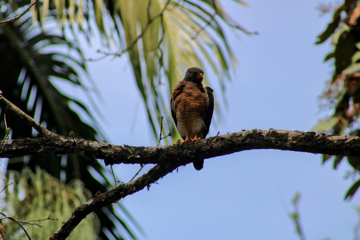 káně krahujová - ML647644823