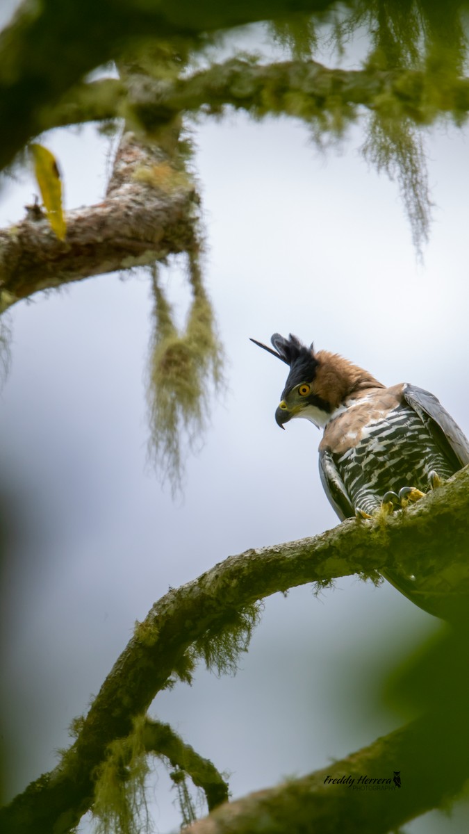 アカエリクマタカ - ML647644839