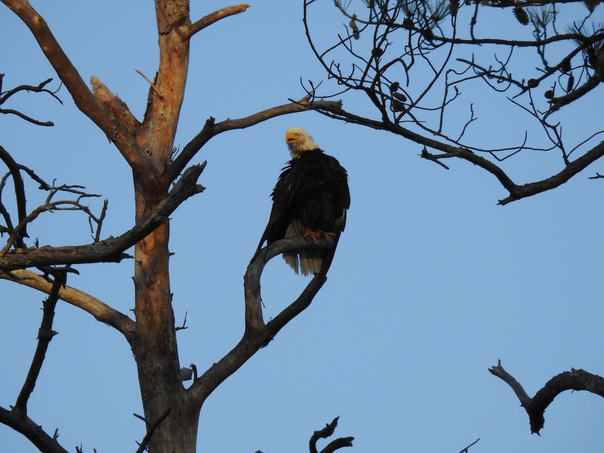 Bald Eagle - ML647644844