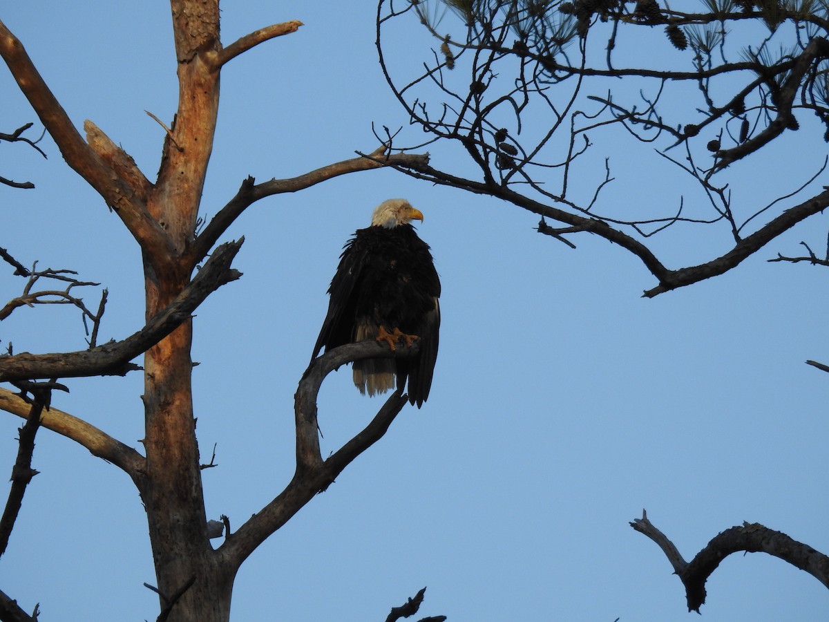 Bald Eagle - ML647644845