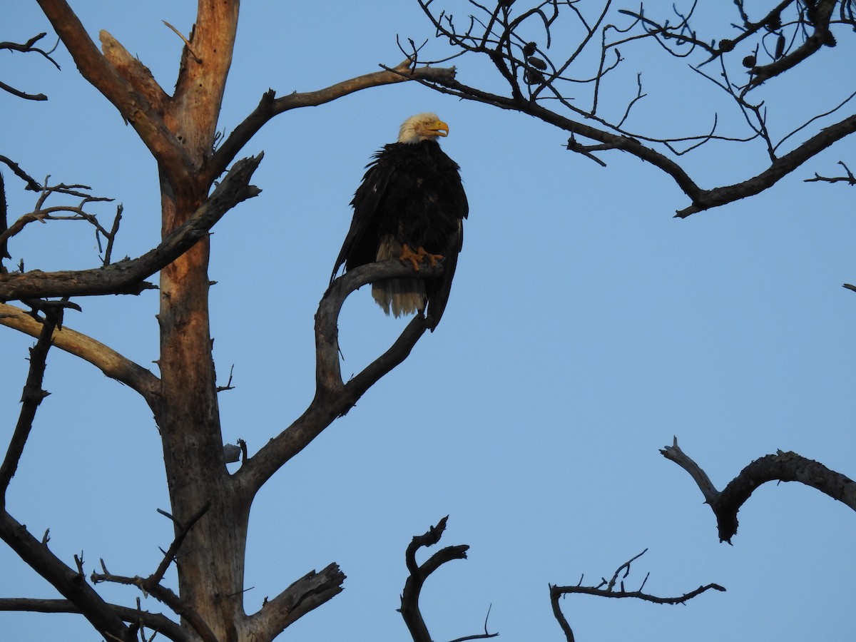 Bald Eagle - ML647644846