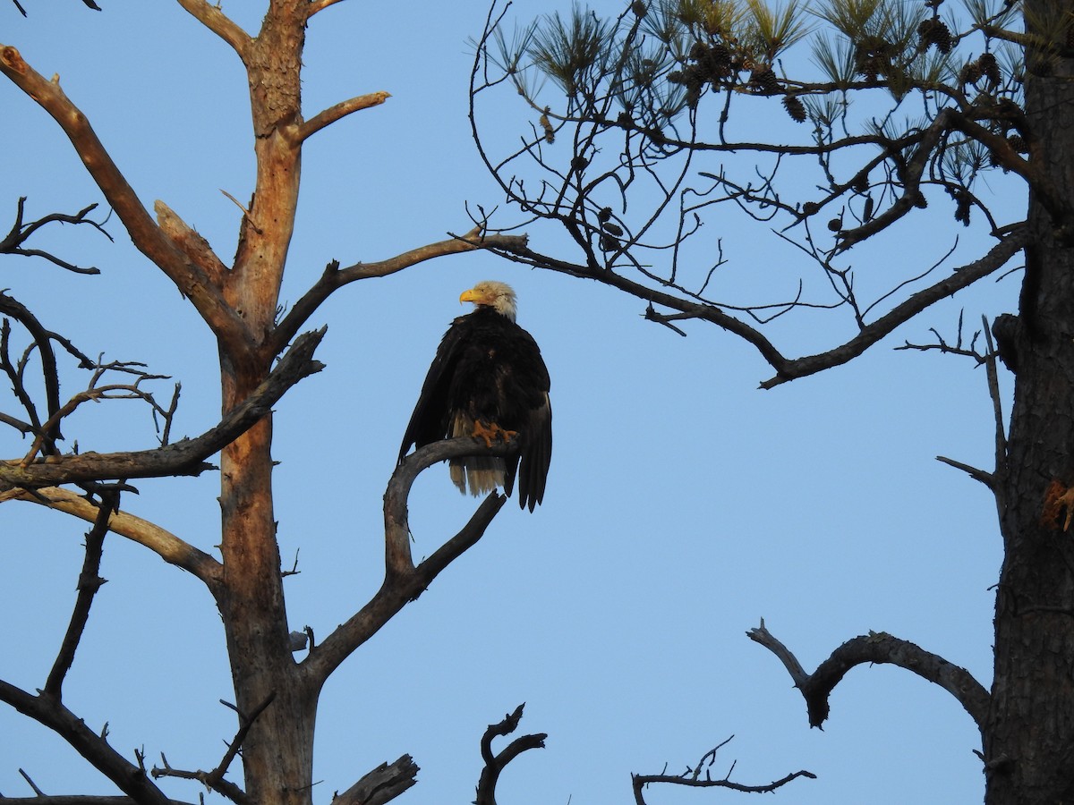 Bald Eagle - ML647644848