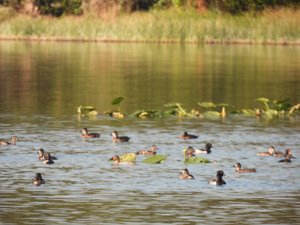 Canvasback - ML647644860