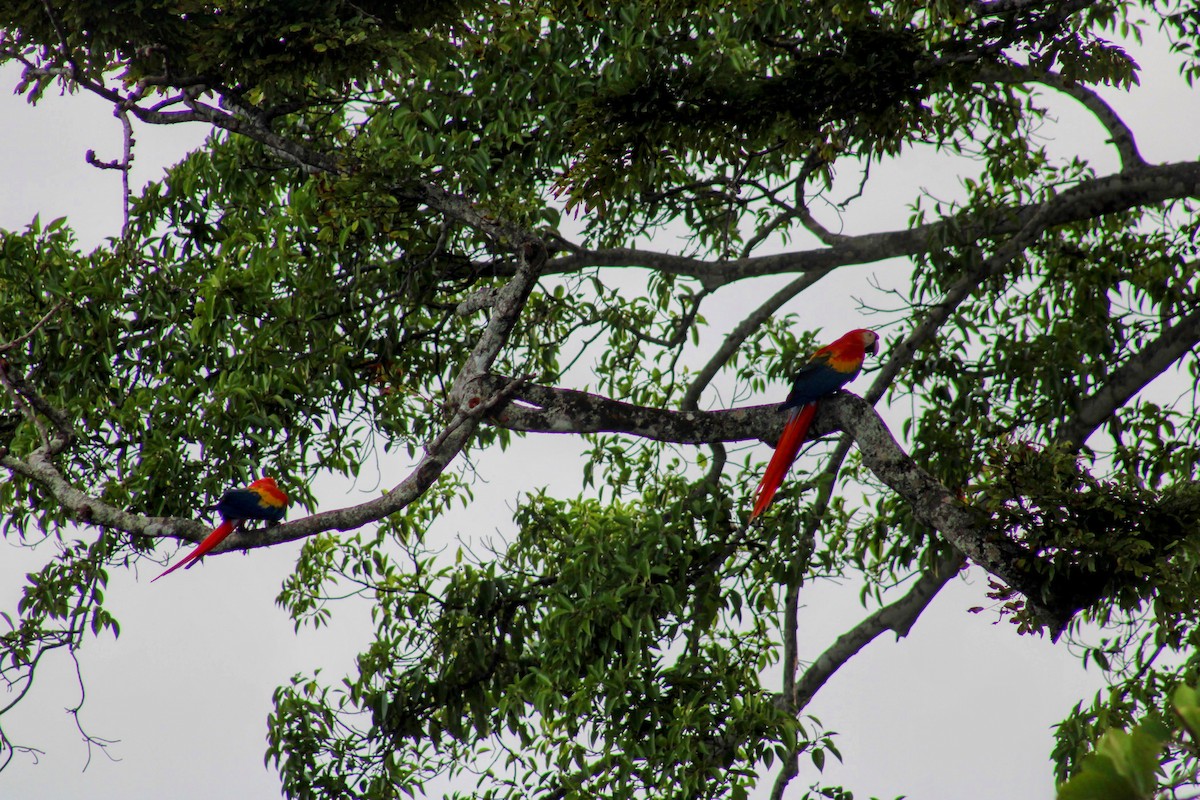 Scarlet Macaw - ML647644861