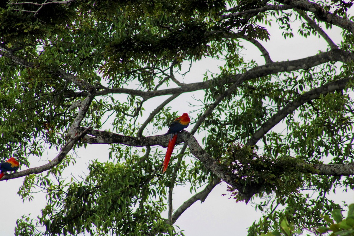 Scarlet Macaw - ML647644862