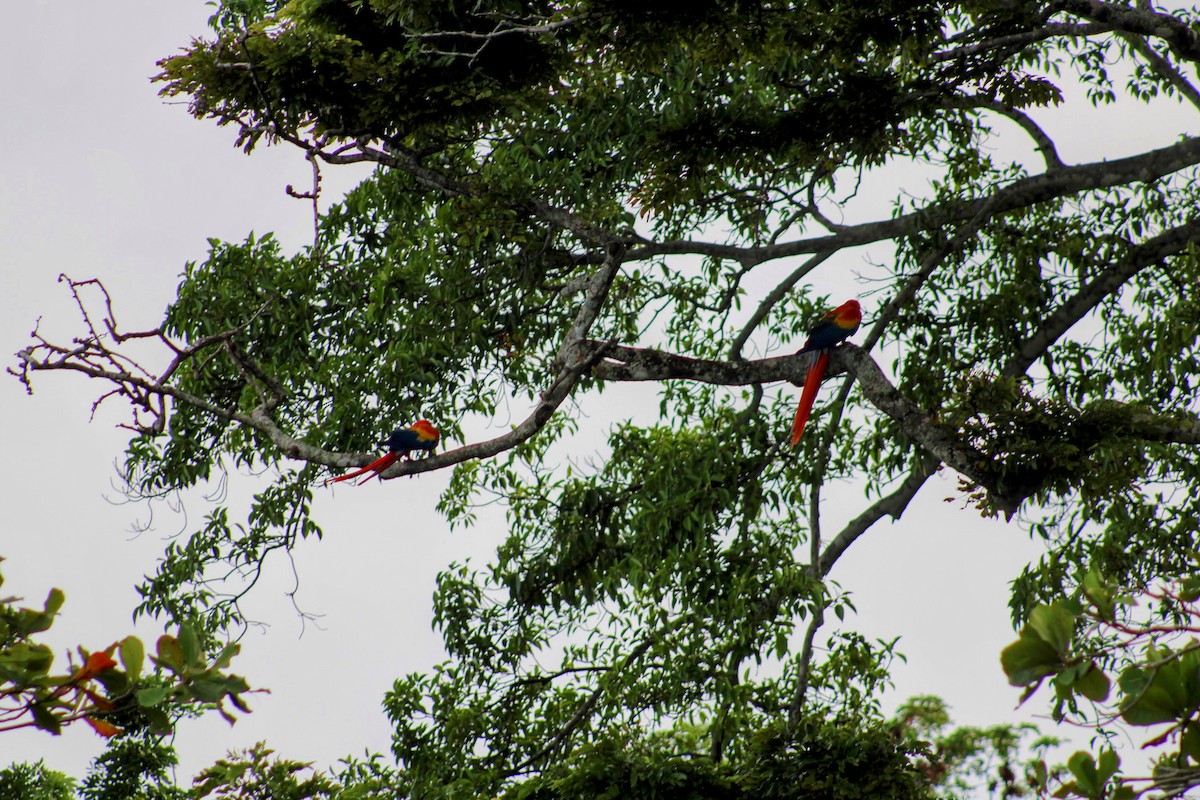 Scarlet Macaw - ML647644863