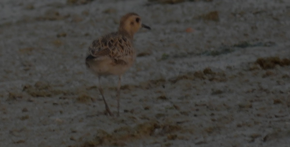 Pacific Golden-Plover - ML647644865